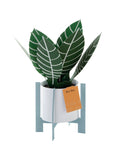 Hallmark green for you zebra plant 3D pop up card, UK version