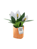 Hallmark Thinking of You card with 3D peace lily, UK version