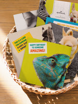Next Hallmark Yellow Birthday Cards 10 Pack with 5 Funny Animal Designs- Buy online at McGrocer