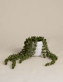 Artificial String of Pearls in ceramic pot, imported from the UK