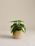 Artificial heartleaf philodendron in ceramic pot, imported from the UK