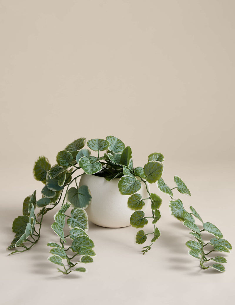 Artificial trailing eucalyptus plant in white ceramic pot 16 cm height, imported from the UK