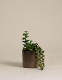 Artificial succulent collection in reactive glaze pot, British brand