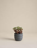 Artificial succulent in ridged concrete pot 12.7 cm - British product