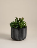 Moss & Sweetpea artificial succulents in ridged cement pot - British product