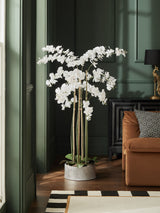 Next White Real Touch Artificial Extra Large Floor Standing Orchid Plant- Buy online at McGrocer