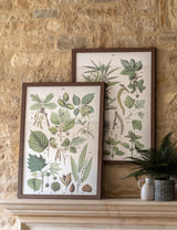 M&S Gallery Direct Set of 2 Foliage Study Framed Art 80 x 60 cm- Buy online at McGrocer