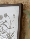 Gallery Direct set of 3 botanical framed prints, imported from the UK
