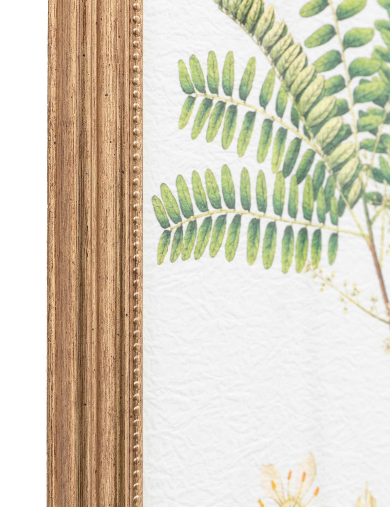 Gallery Direct assorted fern framed art set, imported from the UK