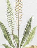 Gallery Direct assorted fern framed art set, imported from the UK