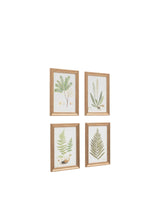 M&S Gallery Direct Set of 4 Assorted Ferns Framed Art- Buy online at McGrocer