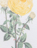 Gallery Direct floral framed art set, imported from the UK