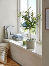 Next Small Artificial Olive Tree in Concrete Pot for Home Decor- Buy online at McGrocer