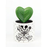 George Home artificial succulent with Mickey and Minnie Mouse in white pot (British brand)