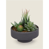 ASDA George Home Artificial Succulents in Black Bowl 15.3 x 15.3 x 7cm- Buy online at McGrocer