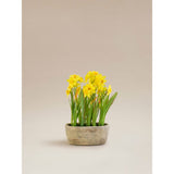 ASDA George Home Grey Artificial Daffodils Cement Trough 34x18x32cm- Buy online at McGrocer