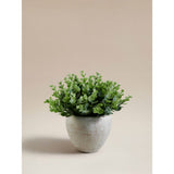ASDA Green Artificial Eucalyptus In Cement Pot- Buy online at McGrocer