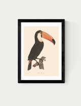 M&S East End Prints Toucan by Aster Framed Art- Buy online at McGrocer