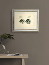 Next Brookpace Lascelles Bloch Antique Fish II Antique Gold Mirrored Frame Wall Mirror 40 x 50cm- Buy online at McGrocer