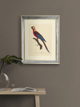 Next Brookpace Lascelles Tropical Bird II Wall Art in Antique Gold Mirrored Frame 40 x 50cm- Buy online at McGrocer
