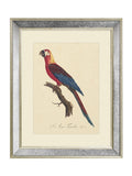 Brookpace Lascelles Tropical Bird II wall art 40x50cm (British brand)