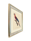 Brookpace Lascelles Tropical Bird II wall art 40x50cm (British brand)