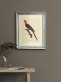 Brookpace Lascelles Tropical Bird II wall art 40x50cm (British brand)