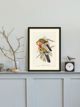 Next Brookpace Lascelles Splendid Parakeet Picture Frame Antique Champagne Silver 40 x 50 cm- Buy online at McGrocer