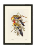 Brookpace picture frame Splendid Parakeet 40x50 cm - British product