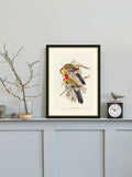 Brookpace picture frame Splendid Parakeet 40x50 cm - British product