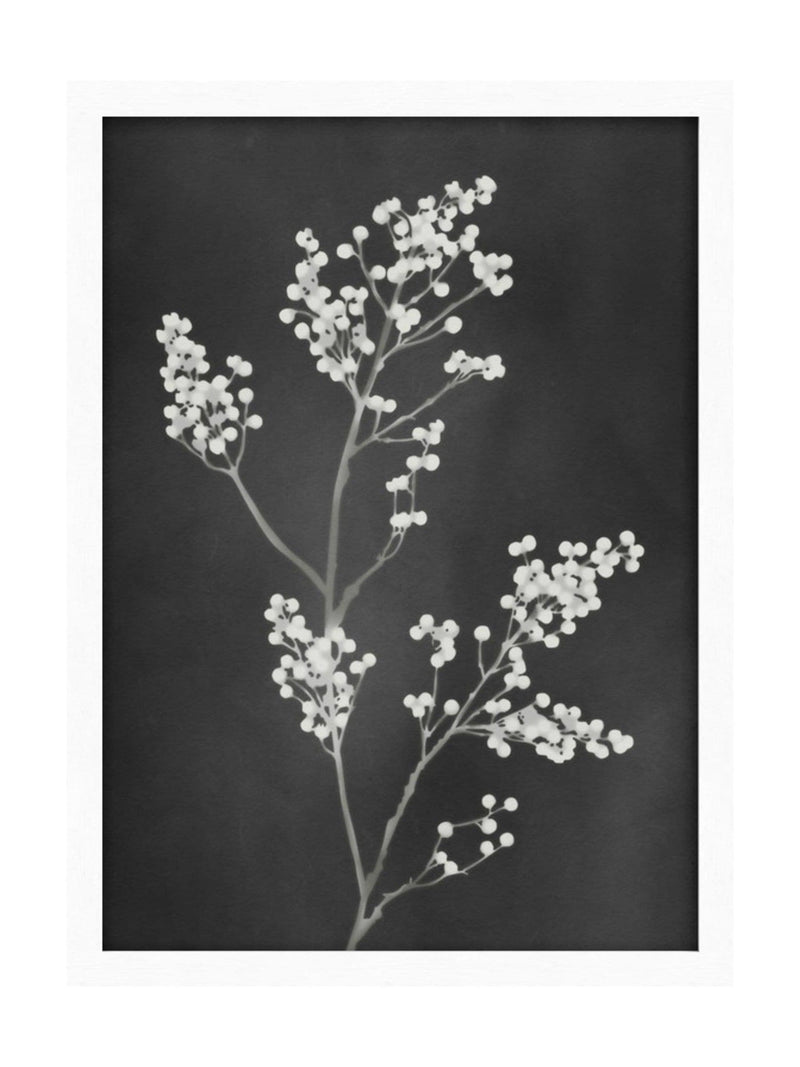 Graham & Brown Flower Press Black White frame 53x73cm, UK version
