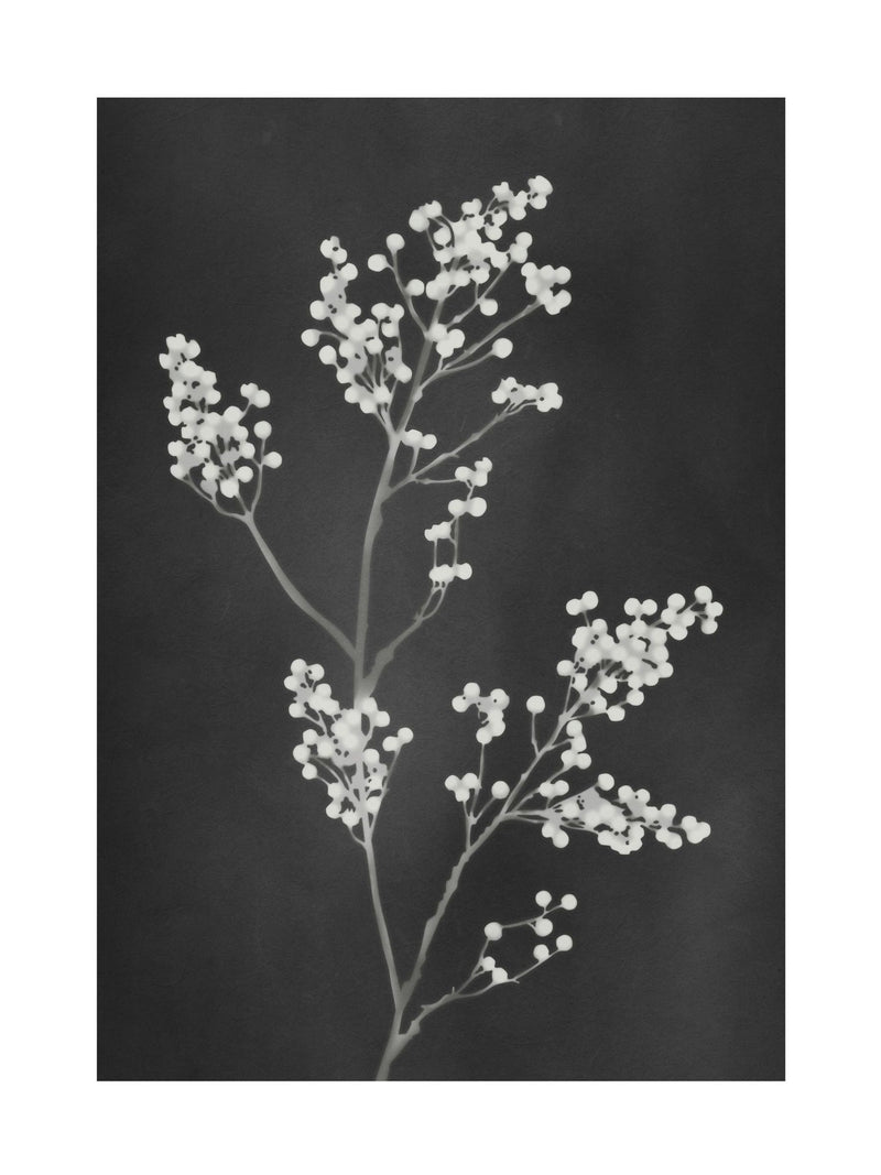 Graham & Brown Flower Press Black White frame 53x73cm, UK version