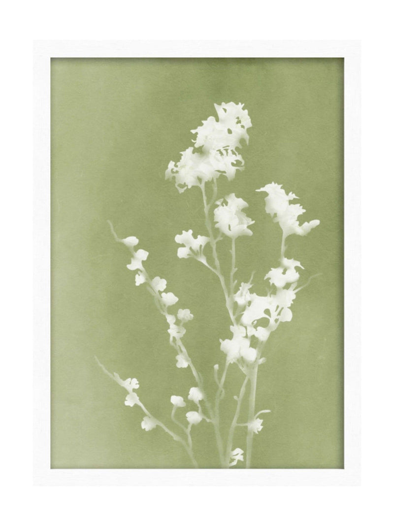 Graham & Brown Flower Press framed art green white (British brand)