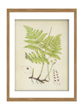 Graham & Brown Green Branching Life wood frame botanical art, UK version