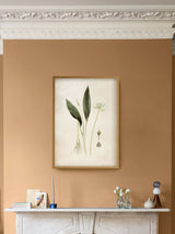Next Graham & Brown Allium Ursinum Green Wood Frame Botanical Wall Art- Buy online at McGrocer