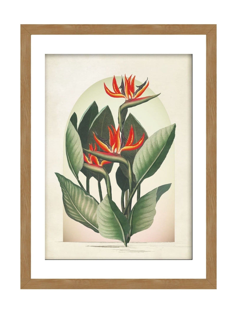 Graham & Brown Botanique Jungle floral wood frame 53x73cm - British product