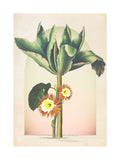 Graham & Brown multicolour jungle tree framed wall art - British product