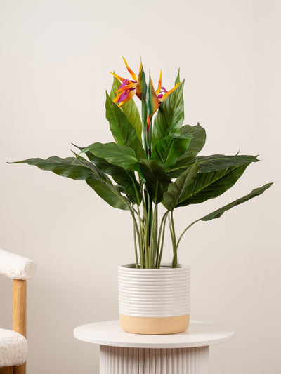 Next Scottish Everlastings Ltd Green Artificial Bird of Paradise Tree 83cm- Buy online at McGrocer