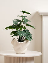 Next Scottish Everlastings Ltd Green Artificial Variegated Monstera in Cement Pot- Buy online at McGrocer