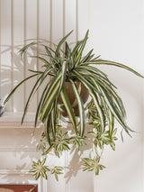 Next Scottish Everlastings Ltd Green Artificial Spider Plant in Rustic Pot- Buy online at McGrocer