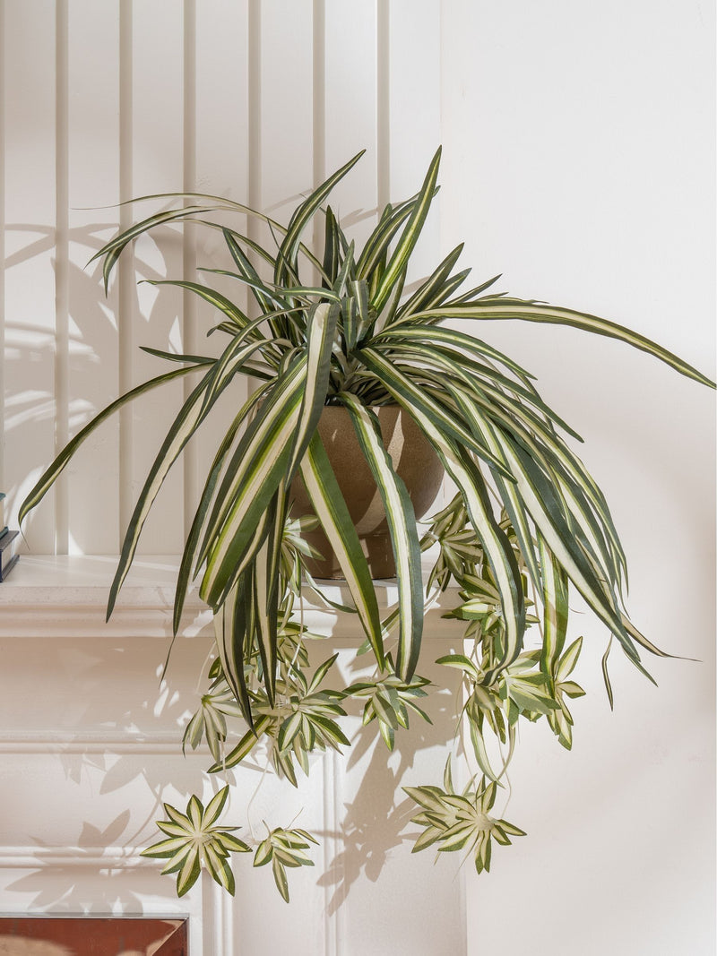 Scottish Everlastings green artificial spider plant in rustic pot (British brand)
