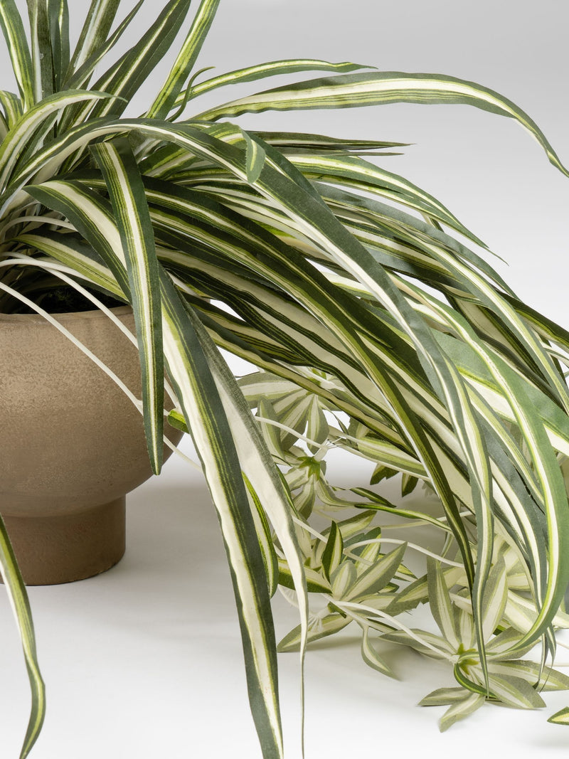 Scottish Everlastings green artificial spider plant in rustic pot (British brand)