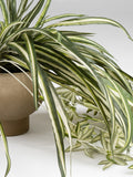 Scottish Everlastings green artificial spider plant in rustic pot (British brand)