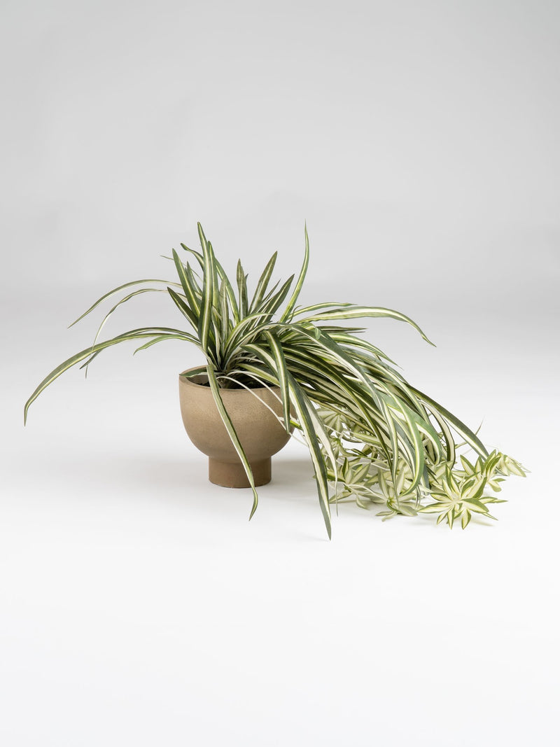 Scottish Everlastings green artificial spider plant in rustic pot (British brand)