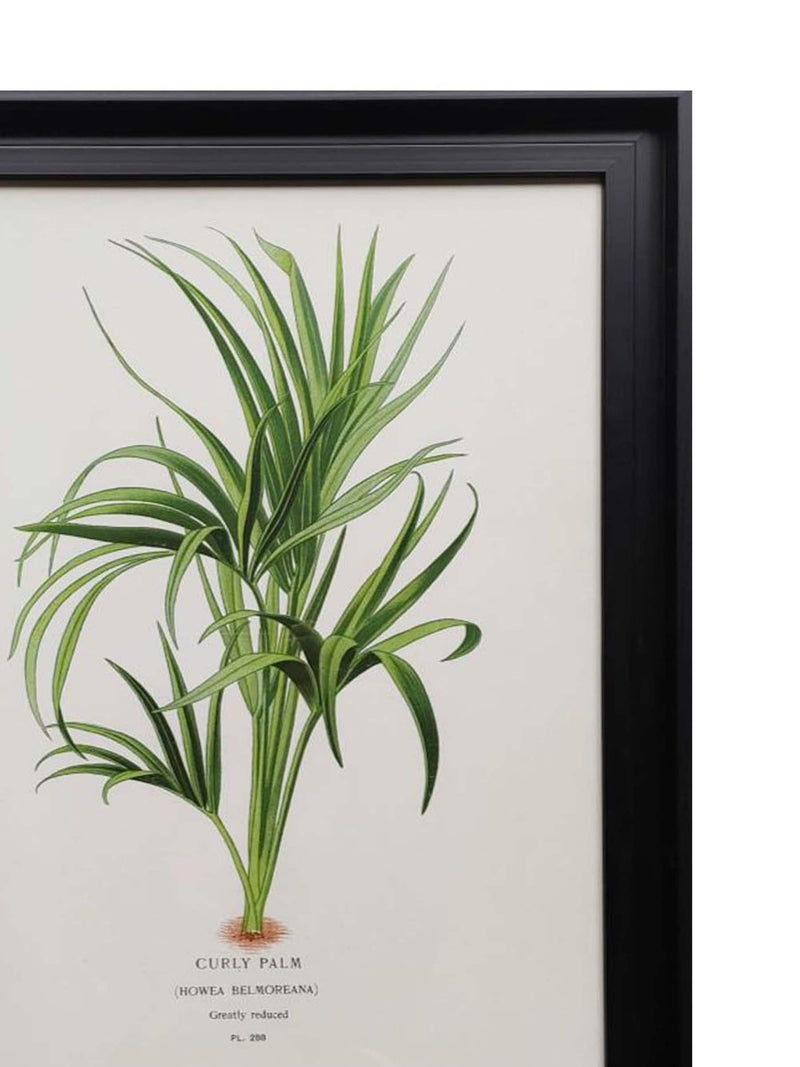 The Art Group cream curly palm framed canvas (British brand)