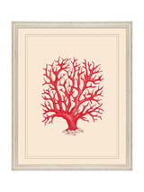 Next Brookpace Lascelles Red/White Coral II Coastal Wall Art 55.5 x 45.5 cm- Buy online at McGrocer
