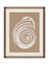 Next Brookpace Lascelles Cream/Brown Shell III Wall Art in Deep Frame- Buy online at McGrocer