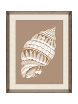 Next Brookpace Lascelles Beige/Brown Shell VI Wall Art in Deep Frame- Buy online at McGrocer