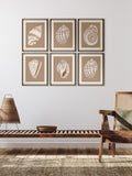 Brookpace Lascelles Shell VI wall art deep frame, UK version