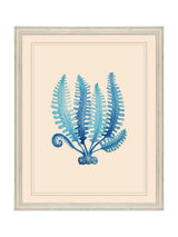 Next Brookpace Lascelles Blue/White Seaweed III Coastal Wall Art Frame 55.5cm x 45.5cm- Buy online at McGrocer